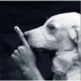 Figurinha de Cachorros para WhatsApp