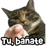 Figurinha de Gatos para WhatsApp