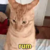 Sticker de Gatos para WhatsApp