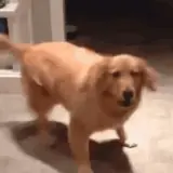 Figurinha de Cachorros para WhatsApp