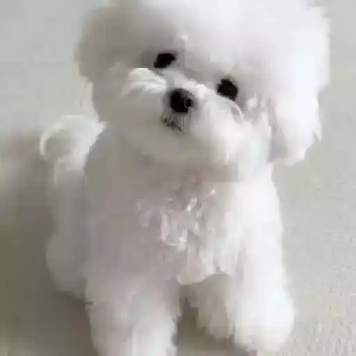 Coletadas sticker 371