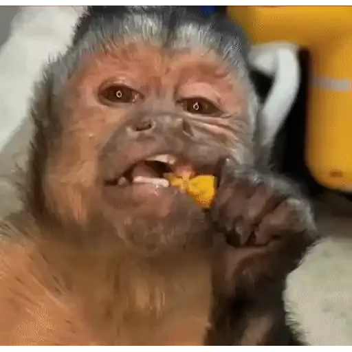 Figurinha para WhatsApp — Animais