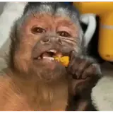 Animais WhatsApp sticker