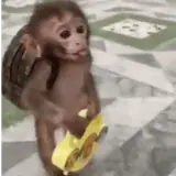 Sticker de Animais para WhatsApp