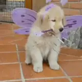 Figurinha de Animais para WhatsApp