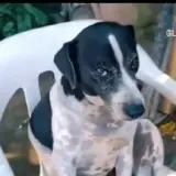 Cachorros WhatsApp sticker