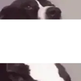 Cachorros WhatsApp sticker