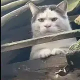 Figurinha para WhatsApp