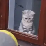 Figurinha de Gatos para WhatsApp