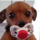 Sticker de Cachorros para WhatsApp