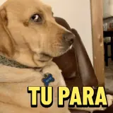 Figurinha de Cachorros para WhatsApp