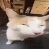 Figurinha de Gatos para WhatsApp