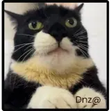 Figurinha de Gatos para WhatsApp