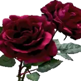 Sticker para WhatsApp