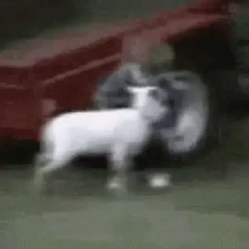 Figurinha para WhatsApp — Animais