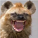 Figurinha de Engraçados para WhatsApp