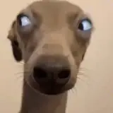 Figurinha de Cachorros para WhatsApp