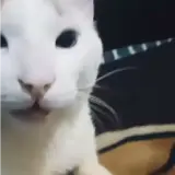 Gatos WhatsApp sticker