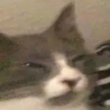 Sticker de Gatos para WhatsApp