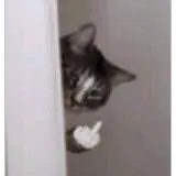 Figurinha de Gatos para WhatsApp