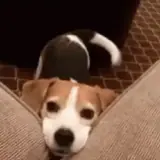 Figurinha de Cachorros para WhatsApp