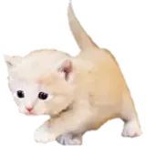 Figurinha de Gatos para WhatsApp