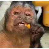 Figurinha de Animais para WhatsApp