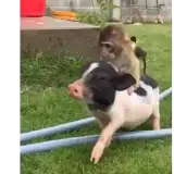 Animais WhatsApp sticker