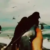 Figurinha de Animais para WhatsApp