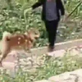 Animais WhatsApp sticker