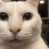 Figurinha de Gatos para WhatsApp