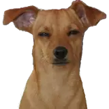 Figurinha de Cachorros para WhatsApp