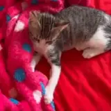 Figurinha para WhatsApp