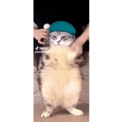 Figurinha para WhatsApp — Gatos