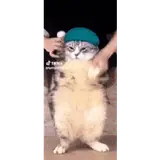 Figurinha de Gatos para WhatsApp