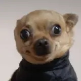 Figurinha de Cachorros para WhatsApp