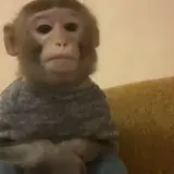 Figurinha de Animais para WhatsApp