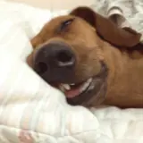 Figurinha de Cachorros para WhatsApp