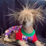 Figurinha para WhatsApp