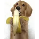 Figurinha de Cachorros para WhatsApp