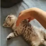 Figurinha para WhatsApp