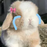 Figurinha de Animais para WhatsApp