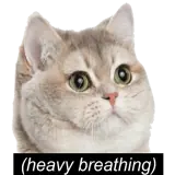 Figurinha de Gatos para WhatsApp