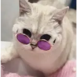 Gatos WhatsApp sticker