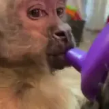 Figurinha de Cachorros para WhatsApp