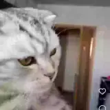 Figurinha de Gatos para WhatsApp