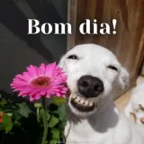 Figurinha para WhatsApp