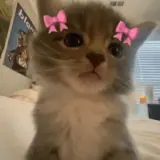 Figurinha de Gatos para WhatsApp