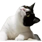 Figurinha de Gatos para WhatsApp