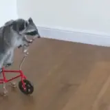 Figurinha de Animais para WhatsApp